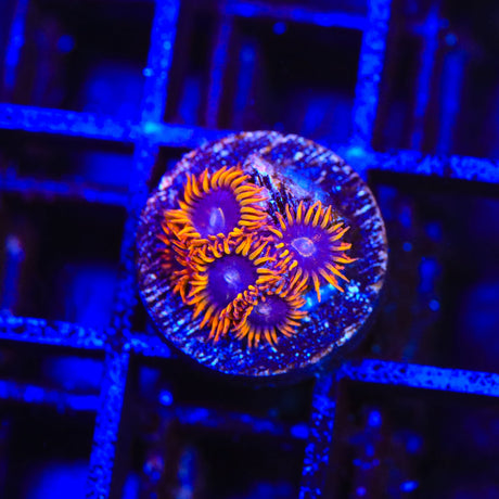 Rainbow Hornet Zoanthids Coral