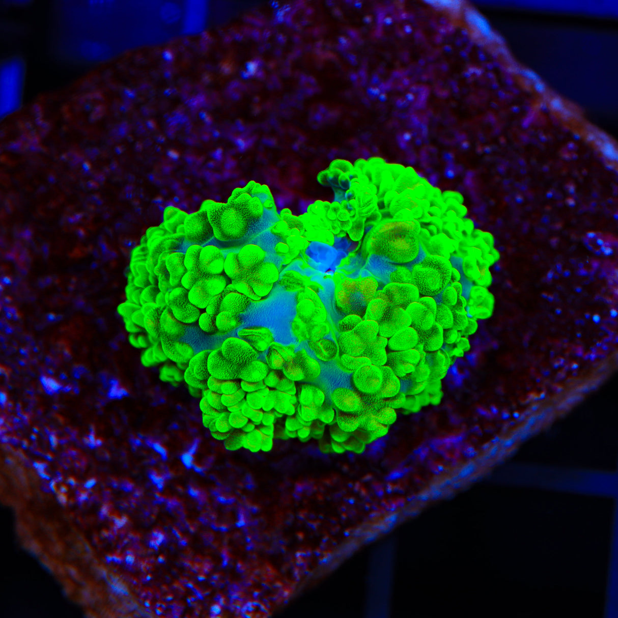 Hulk Mushroom Coral