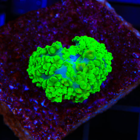 Hulk Mushroom Coral