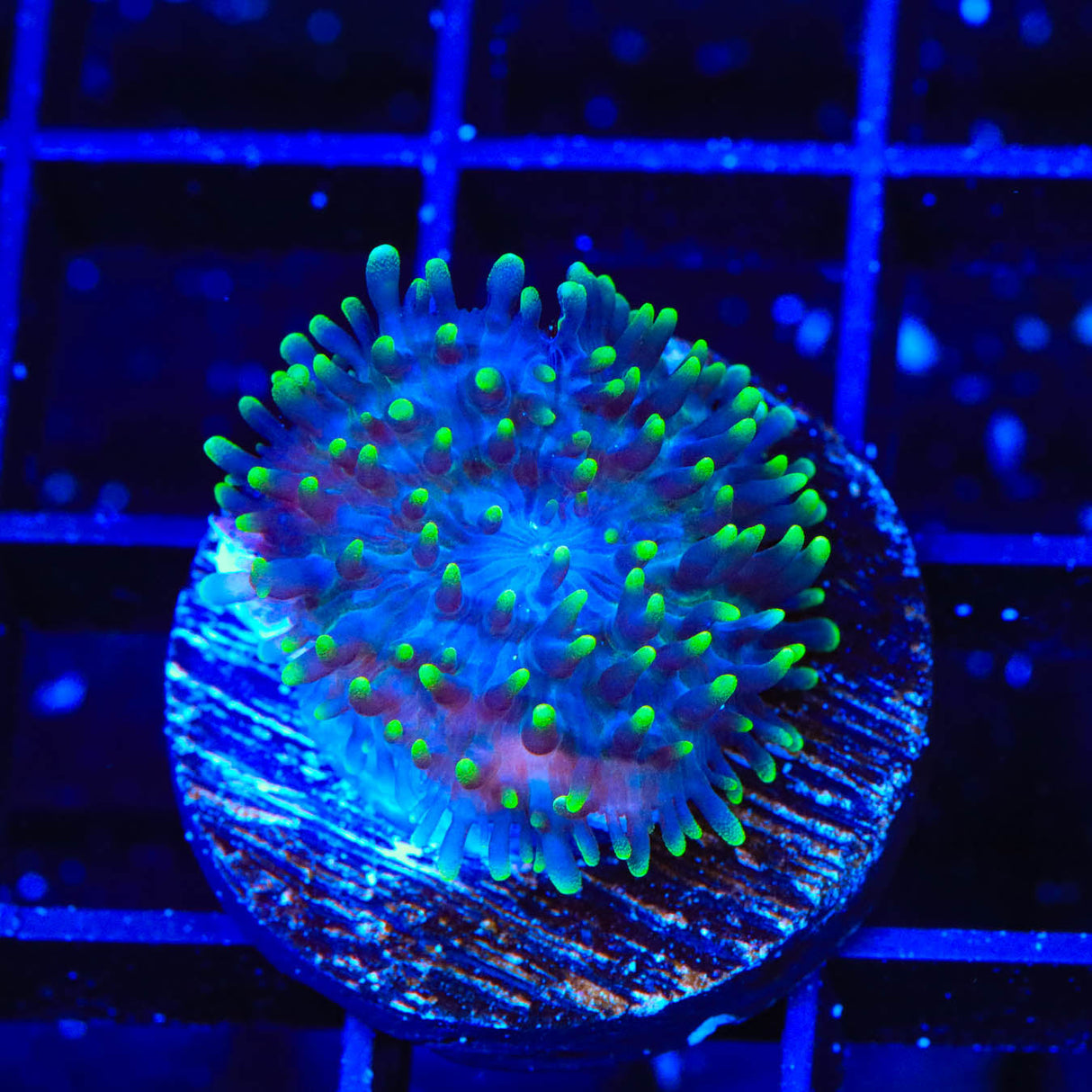 Green Fuzzy Mushroom Coral