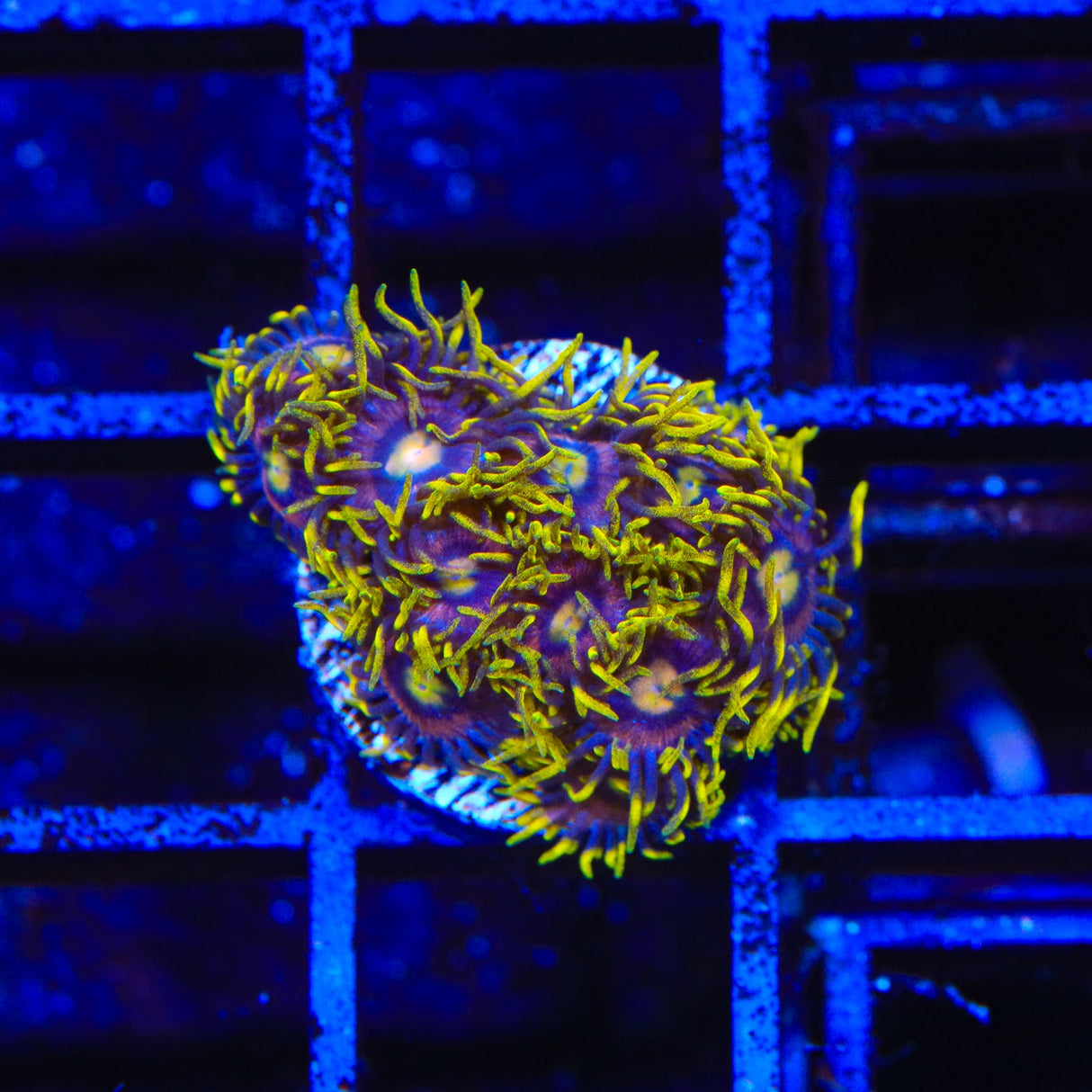 TSA Galactic Burst Zoanthids Coral