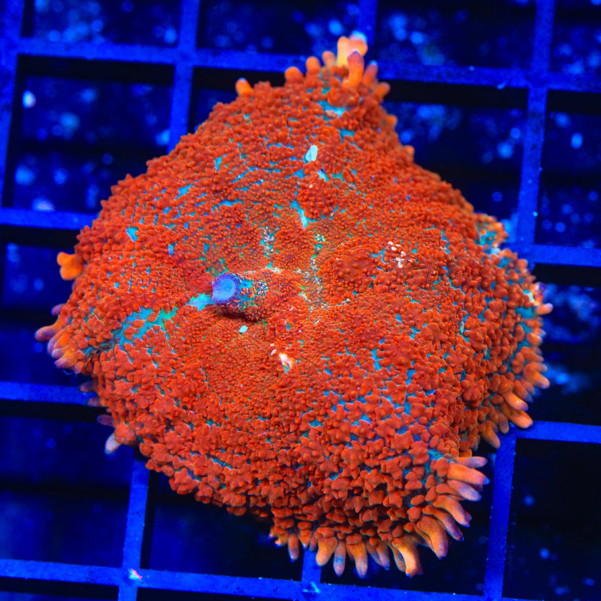 TSA Blaze Rhodactis Mushroom Coral