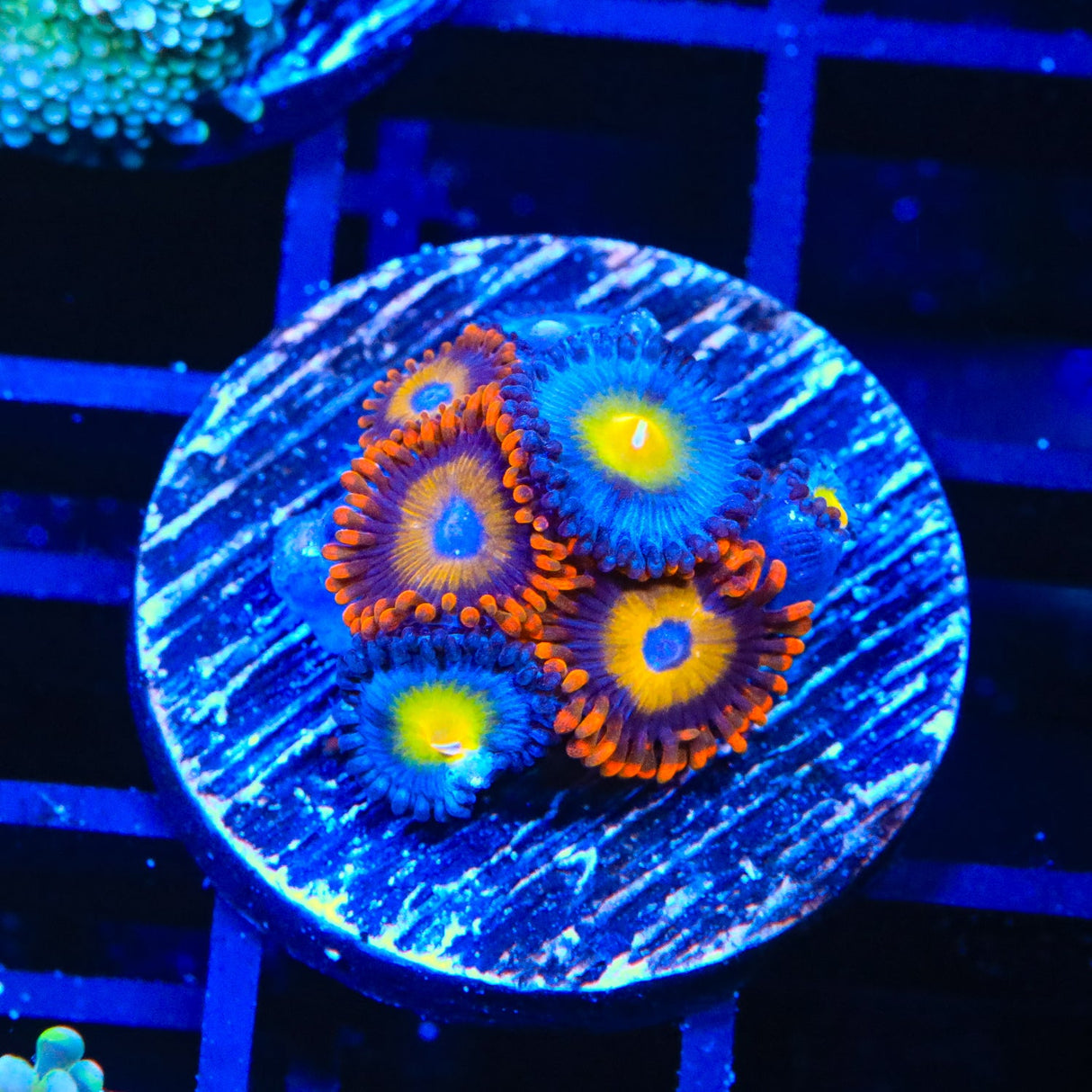 WWC AOI Combo Zoanthids Coral