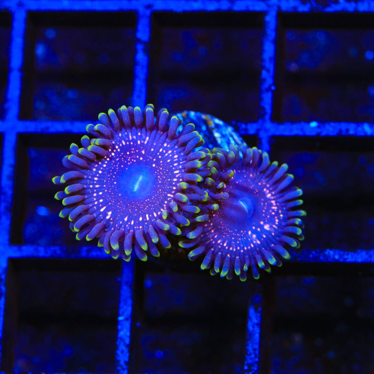 WWC Taser Zoanthids Coral