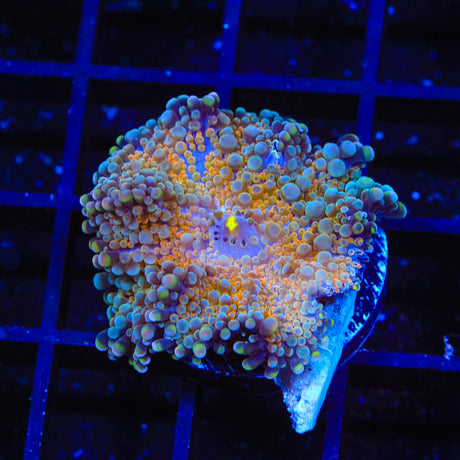 Rainbow Ricordea Coral