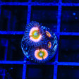 TSA Rainbow Infusion Zoanthids Coral