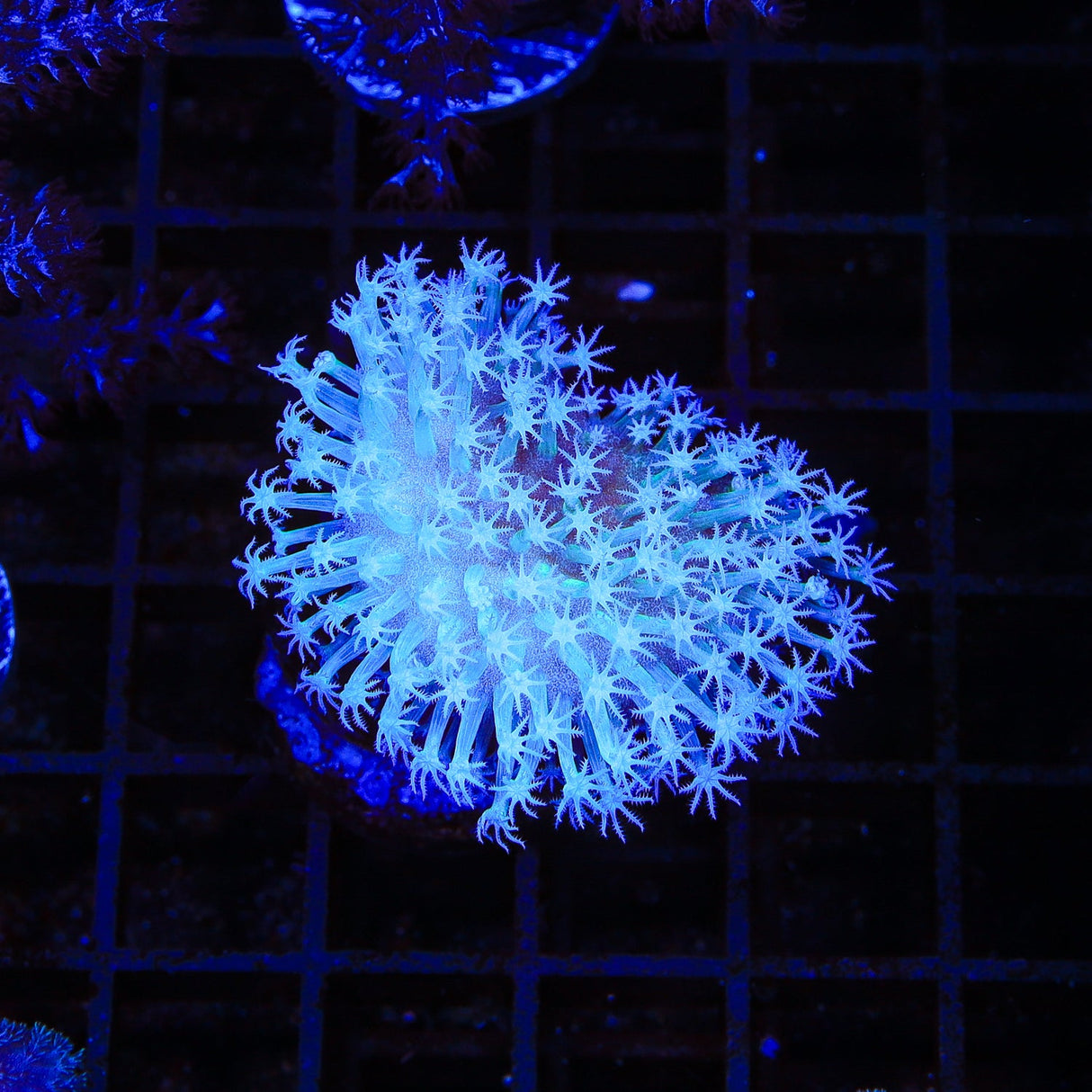 Long Tentacle Toadstool Coral