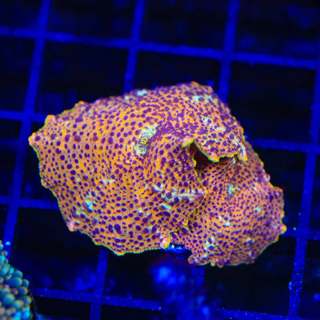 TSA Crossfire Mushroom Coral