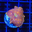 TSA Crossfire Mushroom Coral