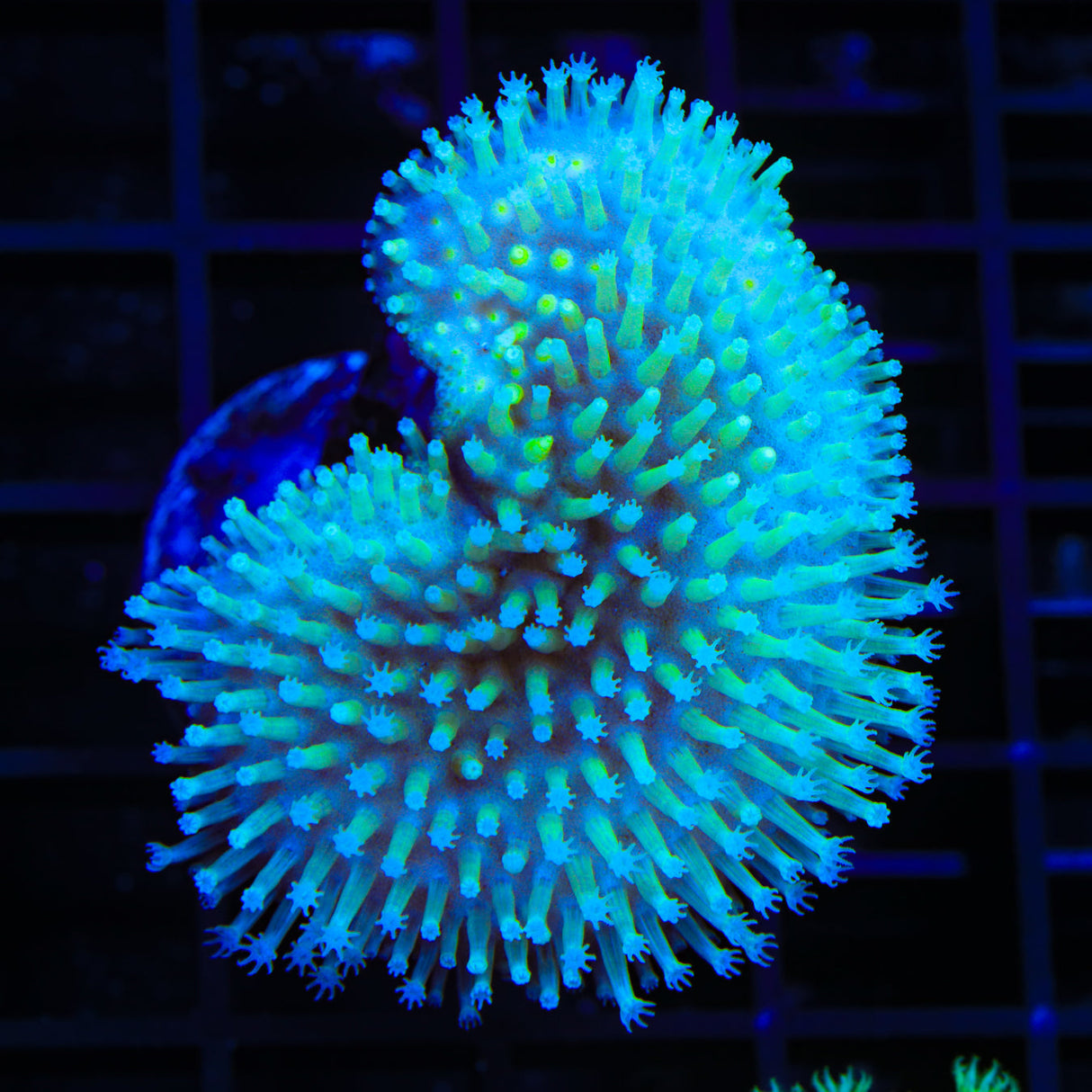 Long Polyp Toadstool Coral