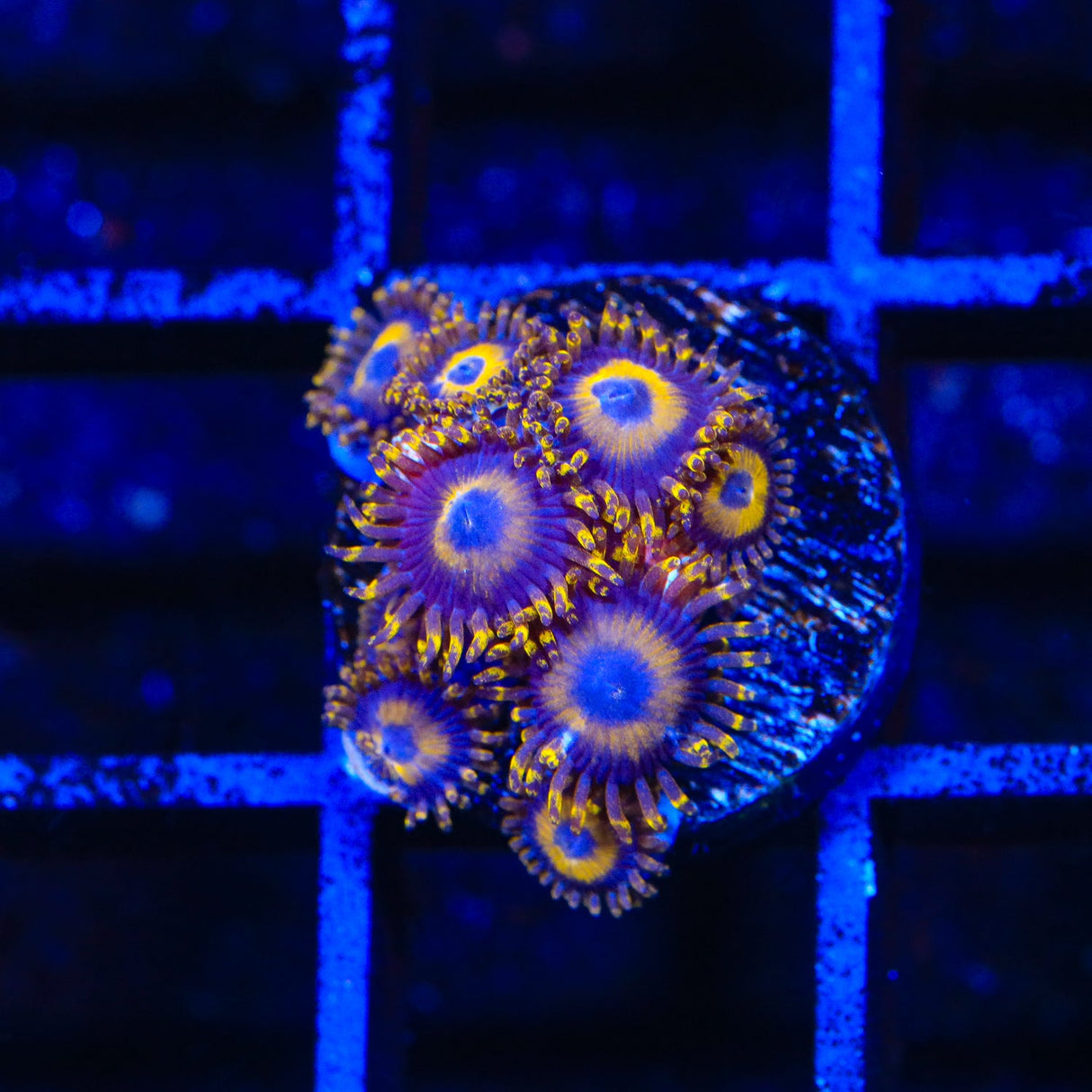 LA Lakers Zoanthids Coral