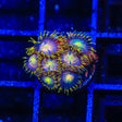 Hydra Lady Dragon Zoanthids Coral