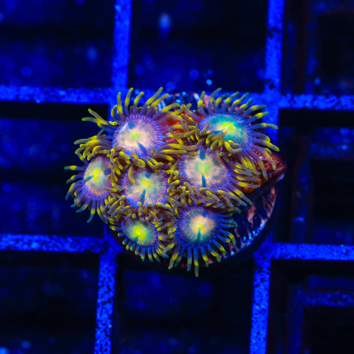 Hydra Lady Dragon Zoanthids Coral