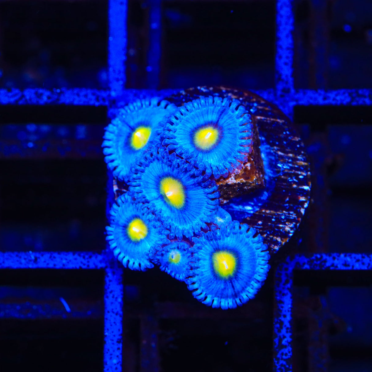 WWC AOI Zoanthids Coral