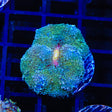 Rainbow Ricordea Coral