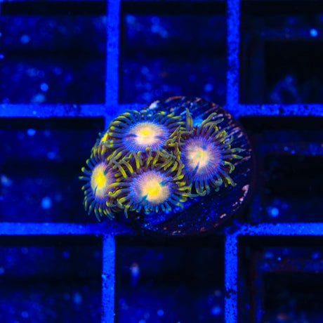 Hydra Lady Dragon Zoanthids Coral