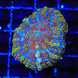 Starlight Rhodactis Mushroom Coral