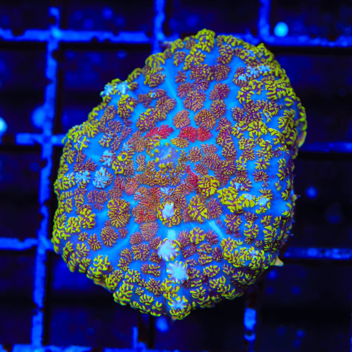 Starlight Rhodactis Mushroom Coral