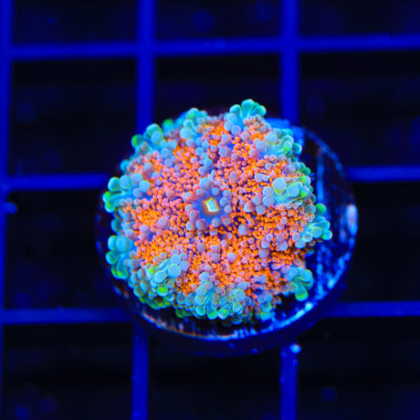 Rainbow Ricordea Coral