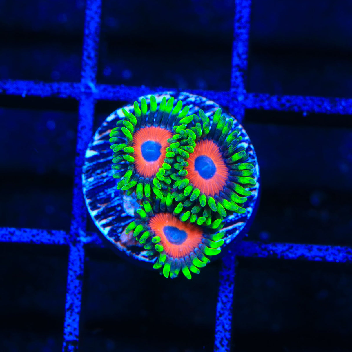 Whammin Watermelon Zoanthids Coral