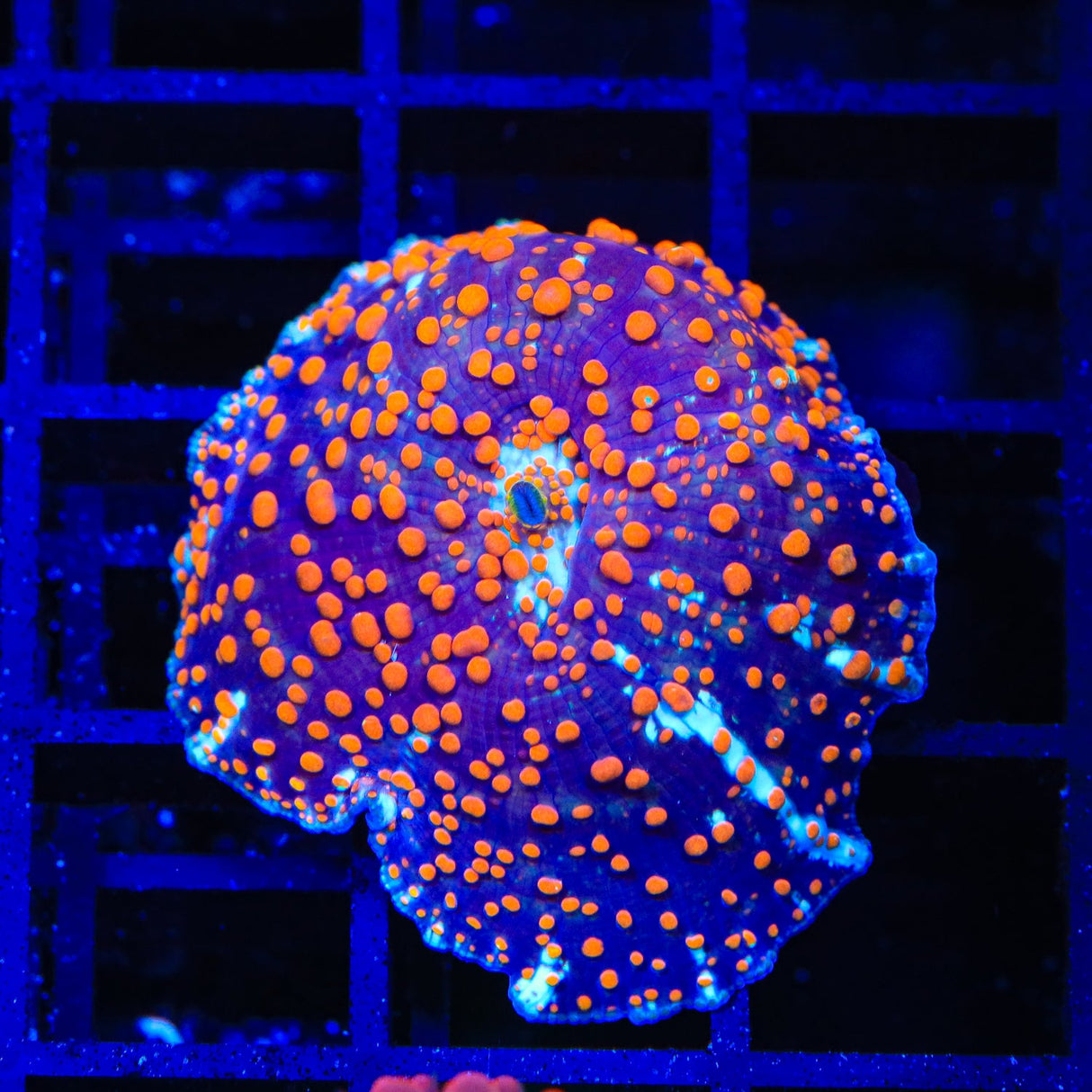 TSA White Widow Mushroom Coral