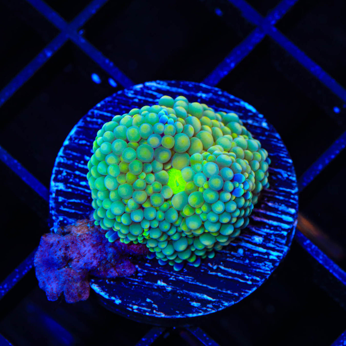 Rainbow Ricordea Coral - Top Shelf Aquatics