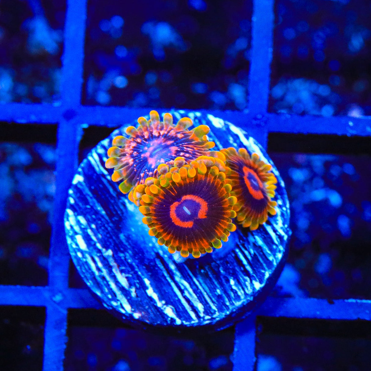 Mind Trick Zoanthids Coral