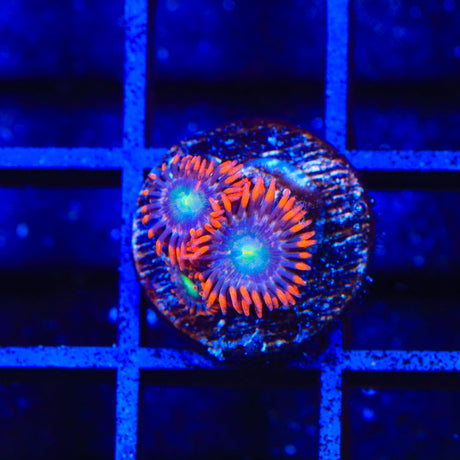 Star Foxx Zoanthids Coral