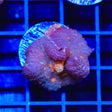 TSA Eye of Sauron Mushroom Coral