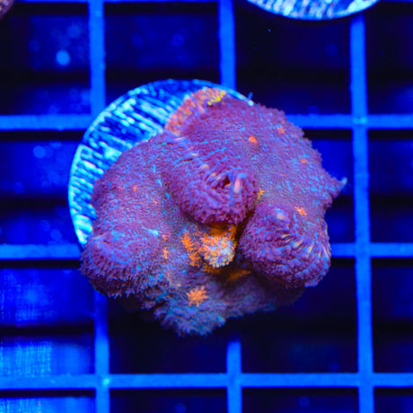 TSA Eye of Sauron Mushroom Coral