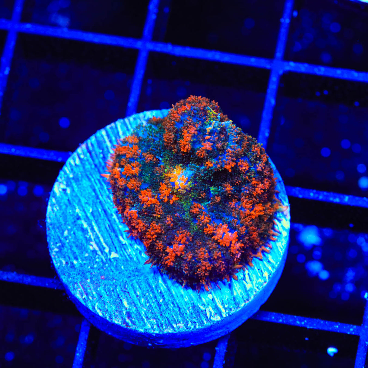 Gumdrop Rhodactis Mushroom Coral - Top Shelf Aquatics