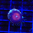 God of War Zoanthids Coral