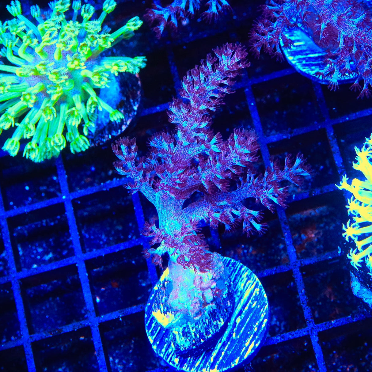 Blueberry Kenya Tree Coral