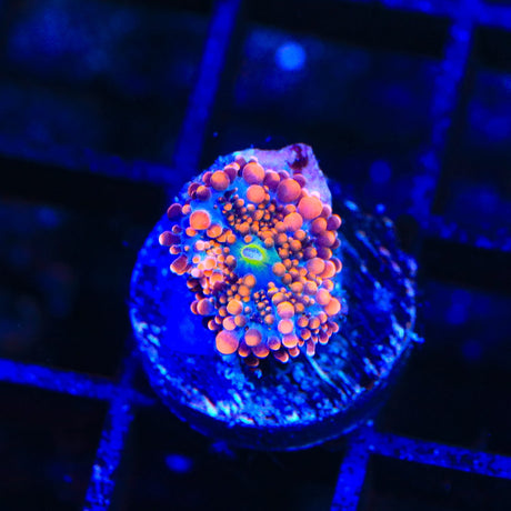 Rainbow Yuma Coral