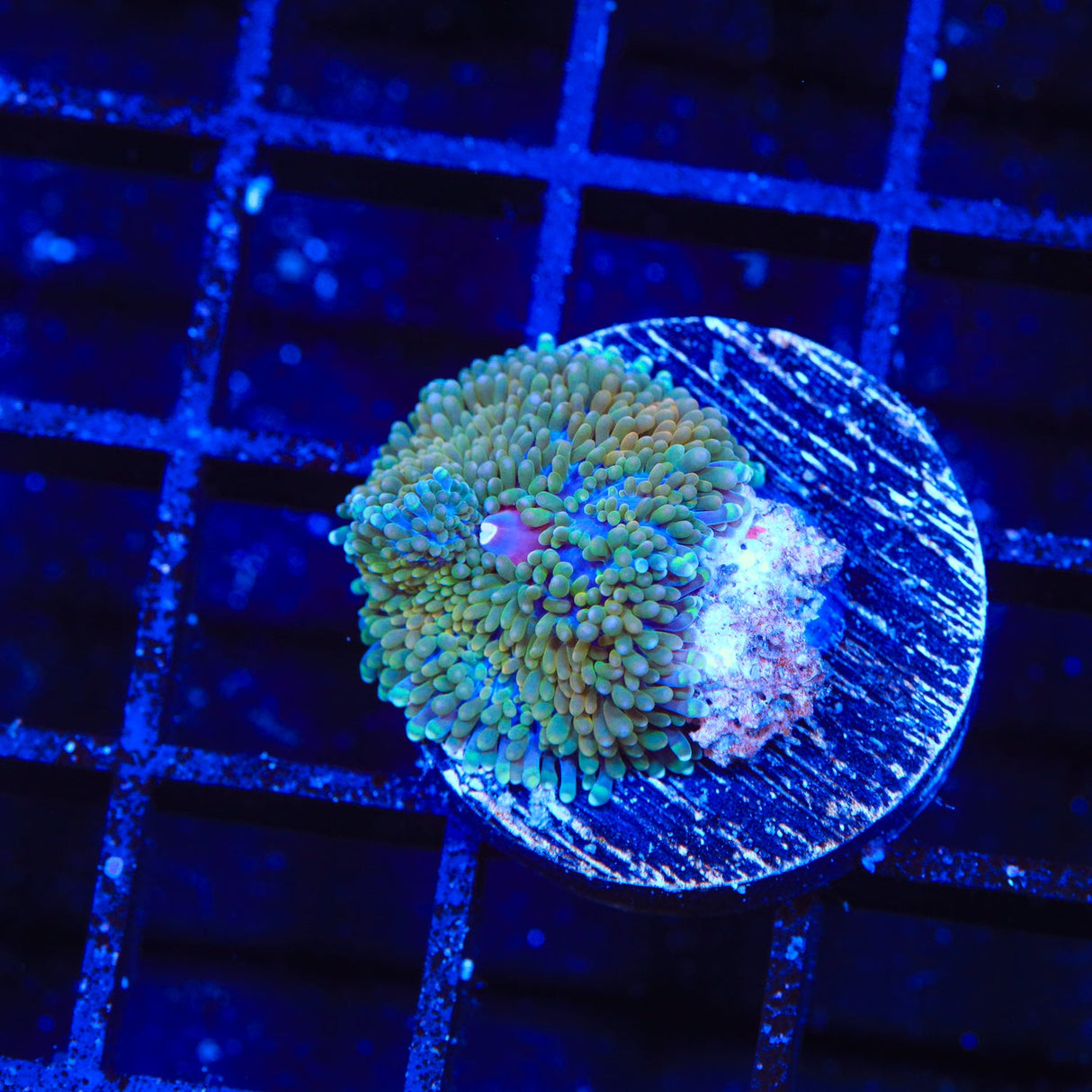 Rainbow Ricordea Coral