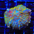 Starlight Rhodactis Mushroom Coral