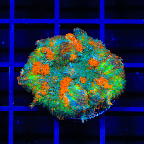 Pumpkin Patch Mushroom Coral