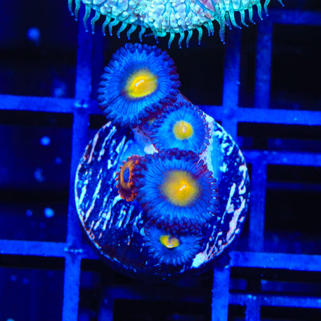 WWC AOI Zoanthids Coral