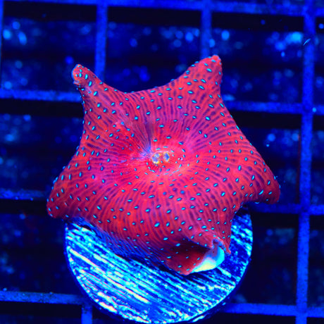 Superman Mushroom Coral