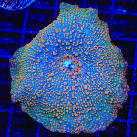 TSA Orange Cream XL Mushroom Coral