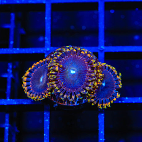 TSA Detonator Zoanthids Coral