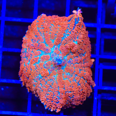 Ultra Rhodactis Mushroom Coral