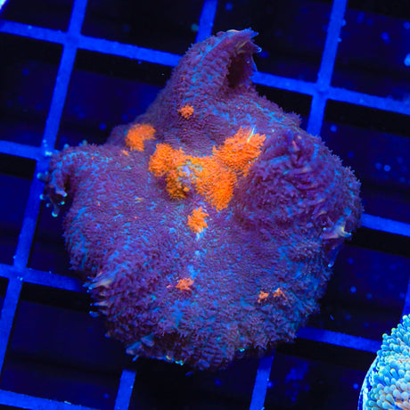 TSA Eye of Sauron Mushroom Coral