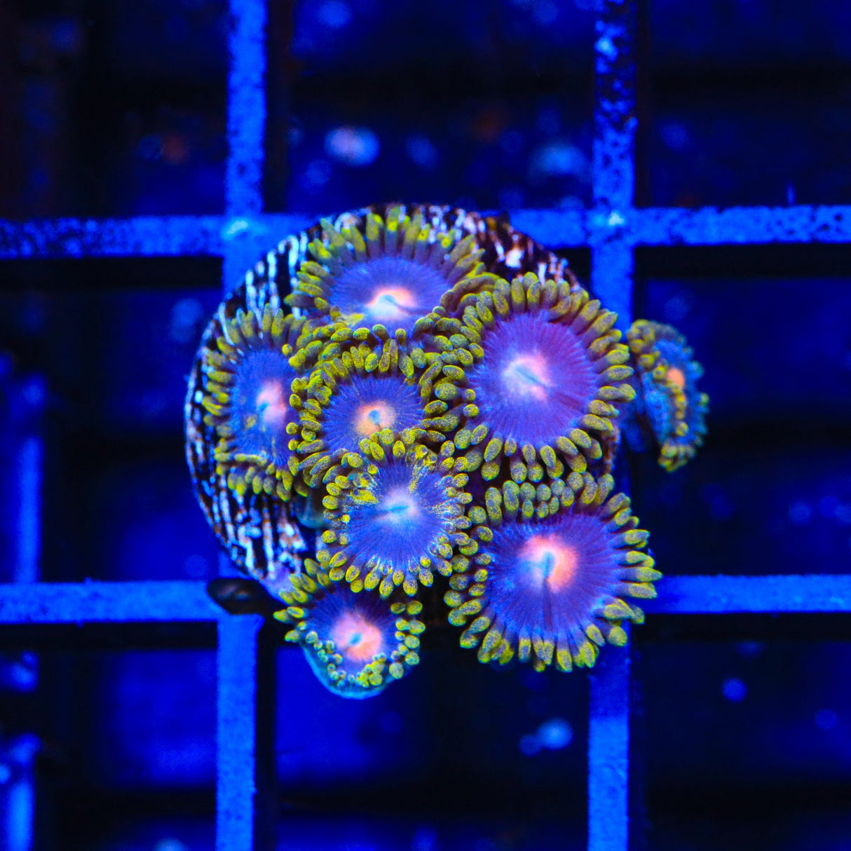 Blow Pop Zoanthids Coral