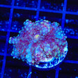 Rainbow Ricordea Coral