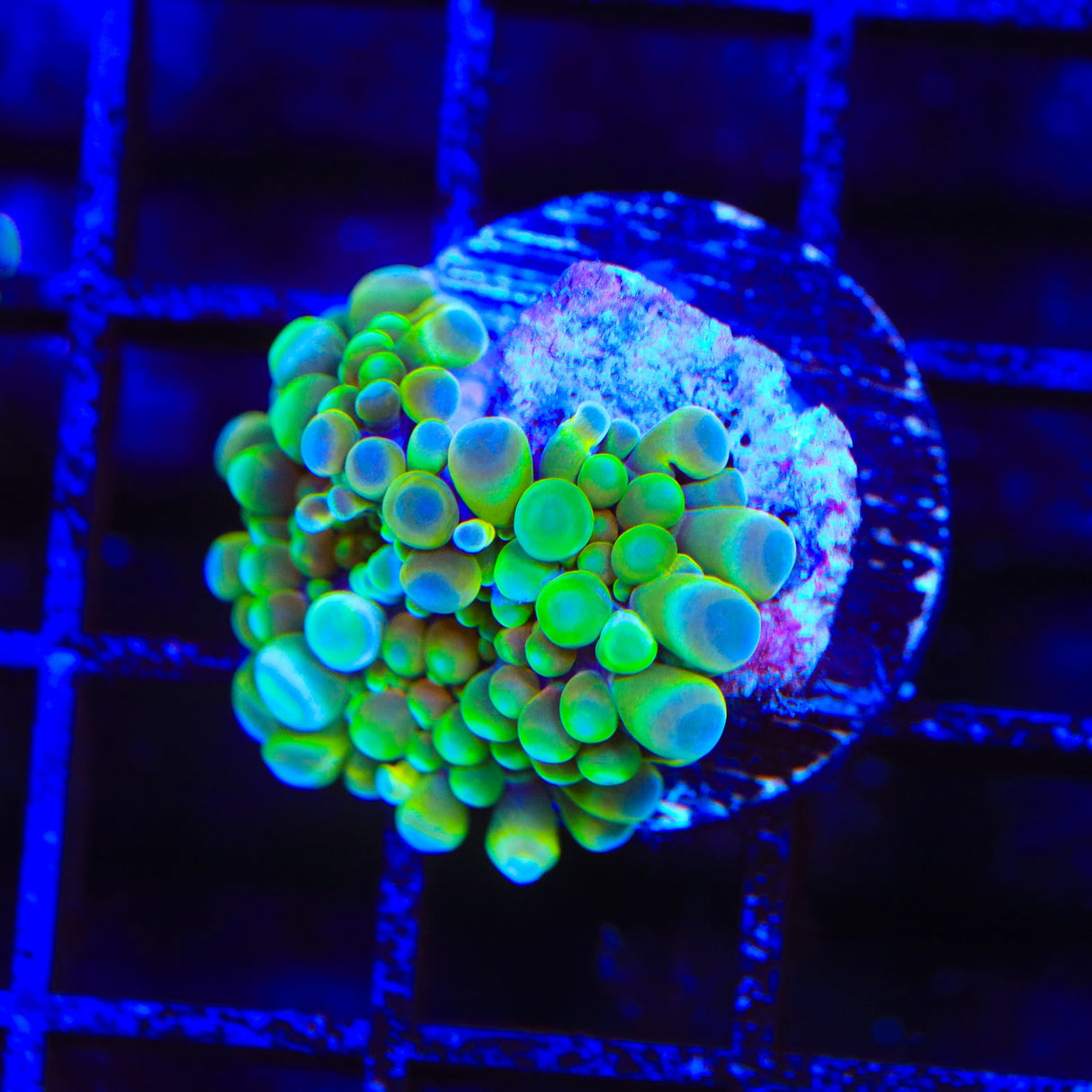 Rainbow Yuma Coral