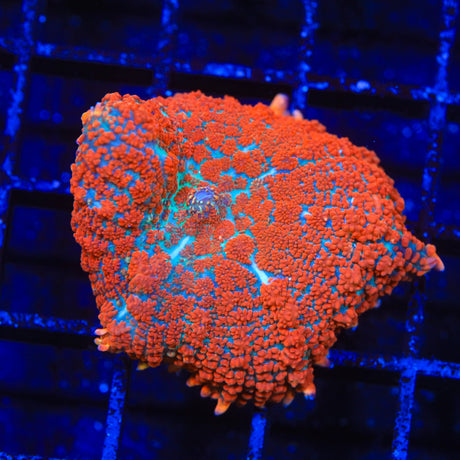 Ultra Rhodactis Coral