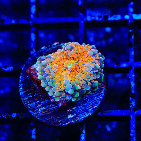 Rainbow Yuma Coral