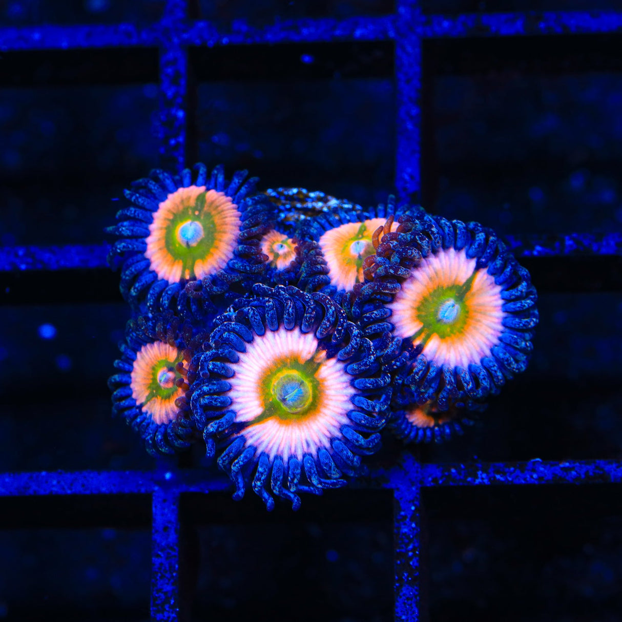 TSA Rainbow Infusion Zoanthids Coral