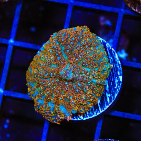 TSA Hop Scotch Mushroom Coral